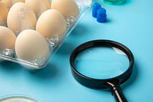 无菌鸡蛋食品安全农业科技食品培育摄影图 插画 下载至来源处