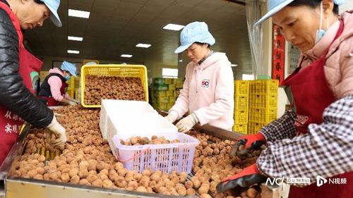 种了上千年荔枝,广东这个村用科技解锁 致富新密码